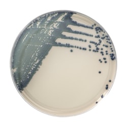 Thermo Scientific Spectra Candida Agar 90 mm plate | Buy Online | Thermo Scientific&trade; | Fisher Scientific